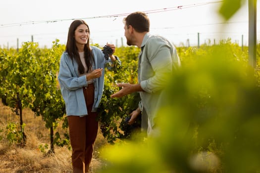 Under the warm afternoon sun, a couple strolls through a vineyard, joyfully sharing a moment as they admire a bunch of freshly picked grapes together in a peaceful landscape