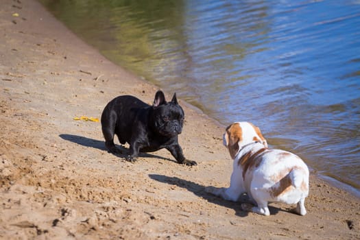 Photo of merry canine playing beagle dogs and French Bulldog (black) in summer on the beach outdoors on the sand near the water