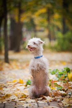 a small bright dog of uncertain breed, stand on its hind legs on a tile path in the park among grass and yellow autumn leaves against the background of blurred trees in autumn outdoors