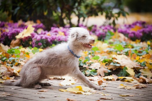 A small strange funny blond dog with curly hair is blown by the wind against the background of a park and a flowerbed with flowers outdoors