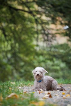 A small bright shaggy dog of undefined breed lies in a clearing in the woods among the grass and yellow autumn leaves against the background of blurry trees in the autumn outdoors