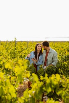 Under the warm afternoon sun, a couple strolls through a vineyard, joyfully sharing a moment as they admire a bunch of freshly picked grapes together in a peaceful landscape