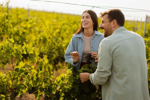 Under the warm afternoon sun, a couple strolls through a vineyard, joyfully sharing a moment as they admire a bunch of freshly picked grapes together in a peaceful landscape