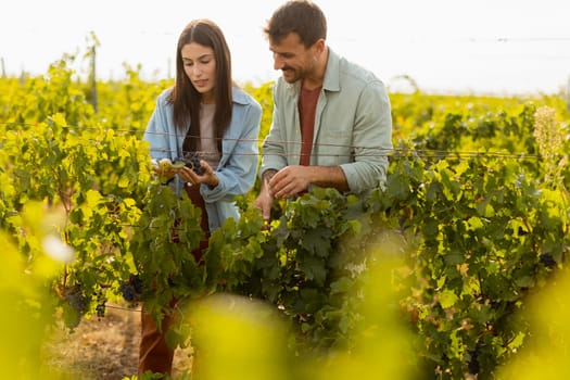 Under the warm afternoon sun, a couple strolls through a vineyard, joyfully sharing a moment as they admire a bunch of freshly picked grapes together in a peaceful landscape
