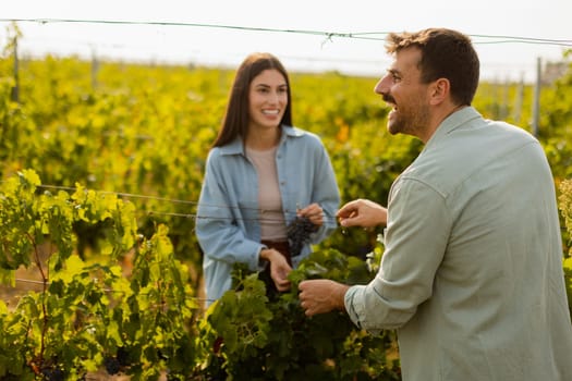 Under the warm afternoon sun, a couple strolls through a vineyard, joyfully sharing a moment as they admire a bunch of freshly picked grapes together in a peaceful landscape