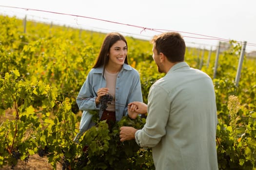 Under the warm afternoon sun, a couple strolls through a vineyard, joyfully sharing a moment as they admire a bunch of freshly picked grapes together in a peaceful landscape