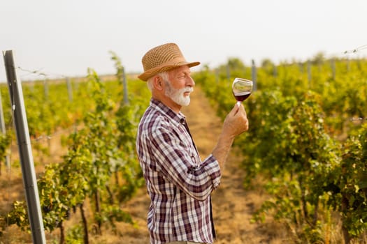 The caretaker holds a glass of deep red wine, smiling as he stands among rows of grapevines, illuminated by the soft glow of the setting sun