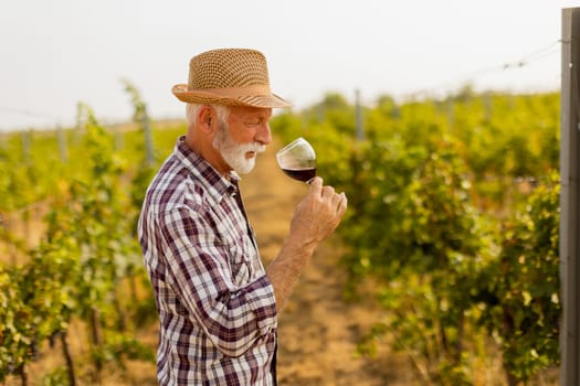 In the golden glow of sunset, an elderly man in a straw hat enjoys a glass of red wine, immersed in the tranquil beauty of his sprawling vineyard, reflecting on the harvest