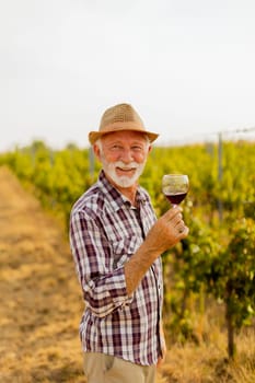 The caretaker holds a glass of deep red wine, smiling as he stands among rows of grapevines, illuminated by the soft glow of the setting sun
