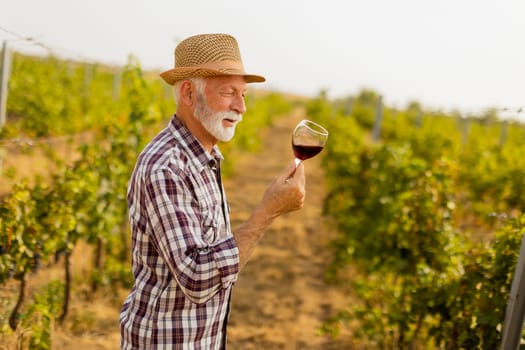 The caretaker holds a glass of deep red wine, smiling as he stands among rows of grapevines, illuminated by the soft glow of the setting sun