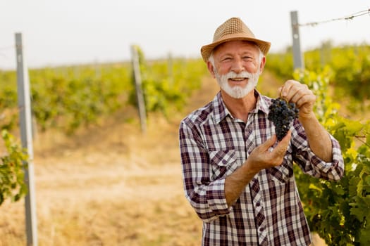 Elderly gentleman stands amidst lush green vines, beaming with pride as he showcases his bountiful harvest of dark, plump grapes under a warm autumn sun