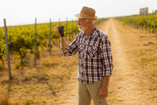 Elderly gentleman stands amidst lush green vines, beaming with pride as he showcases his bountiful harvest of dark, plump grapes under a warm autumn sun