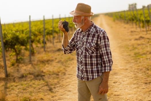 Elderly gentleman stands amidst lush green vines, beaming with pride as he showcases his bountiful harvest of dark, plump grapes under a warm autumn sun