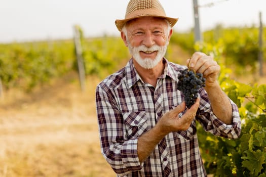 Elderly gentleman stands amidst lush green vines, beaming with pride as he showcases his bountiful harvest of dark, plump grapes under a warm autumn sun