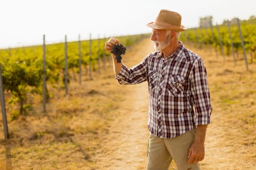 Elderly gentleman stands amidst lush green vines, beaming with pride as he showcases his bountiful harvest of dark, plump grapes under a warm autumn sun