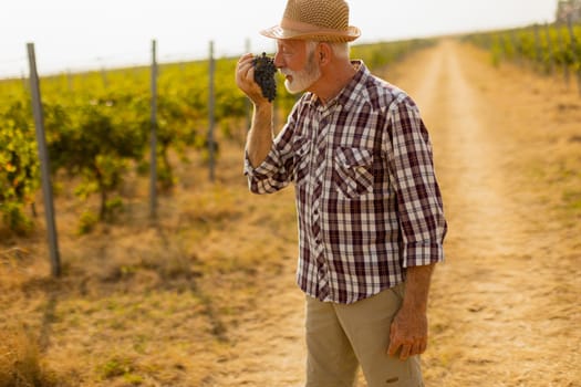 Joyful elderly man wearing a straw hat enjoys a bunch of plump grapes, showcasing the lush vineyard surrounding him on a warm and vibrant day