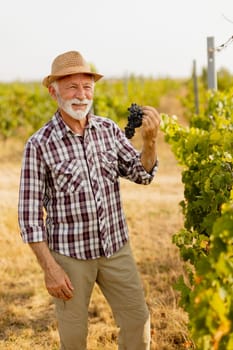 Elderly gentleman stands amidst lush green vines, beaming with pride as he showcases his bountiful harvest of dark, plump grapes under a warm autumn sun