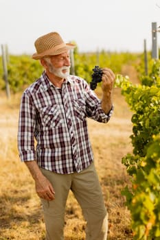 Elderly gentleman stands amidst lush green vines, beaming with pride as he showcases his bountiful harvest of dark, plump grapes under a warm autumn sun