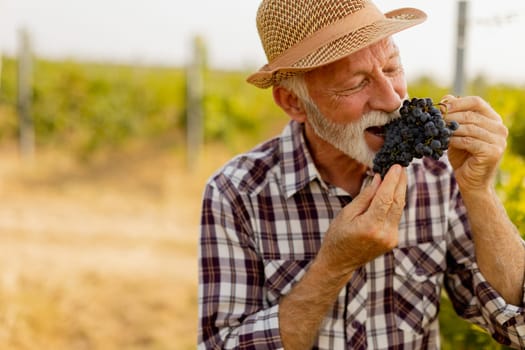 Joyful elderly man wearing a straw hat enjoys a bunch of plump grapes, showcasing the lush vineyard surrounding him on a warm and vibrant day