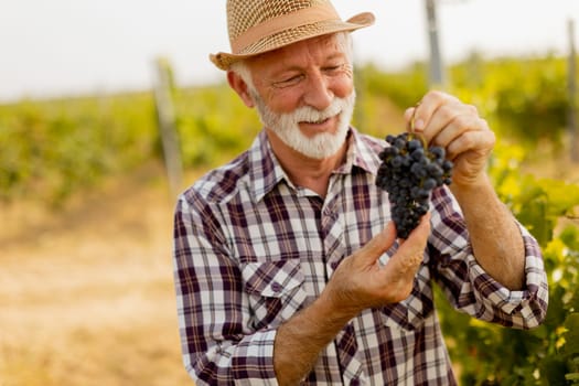 Elderly gentleman stands amidst lush green vines, beaming with pride as he showcases his bountiful harvest of dark, plump grapes under a warm autumn sun