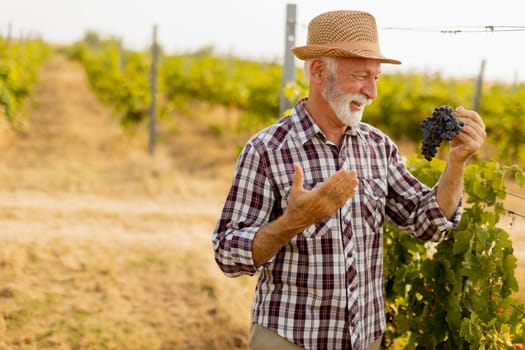 Cheerful elder holds a bunch of ripe grapes, smiling as he admires his harvest in a sunlit vineyard, surrounded by lush green vines under a bright blue sky