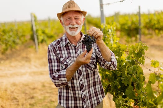 Elderly gentleman stands amidst lush green vines, beaming with pride as he showcases his bountiful harvest of dark, plump grapes under a warm autumn sun