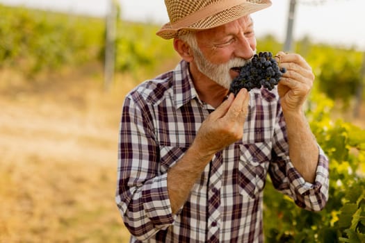 Joyful elderly man wearing a straw hat enjoys a bunch of plump grapes, showcasing the lush vineyard surrounding him on a warm and vibrant day