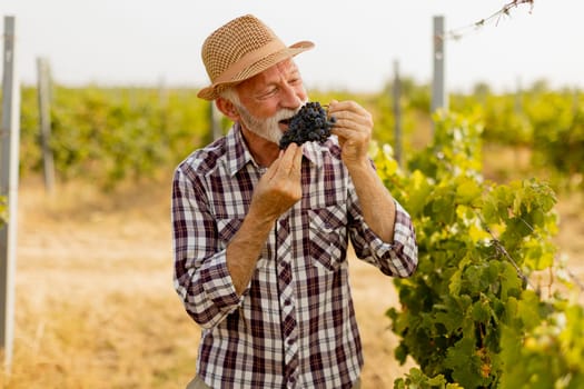 Joyful elderly man wearing a straw hat enjoys a bunch of plump grapes, showcasing the lush vineyard surrounding him on a warm and vibrant day