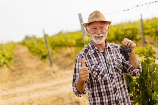Older gentleman in a plaid shirt and straw hat exudes joy as he stands amidst lush green vines, showcasing freshly harvested grapes while enjoying a sunny day in the vineyard