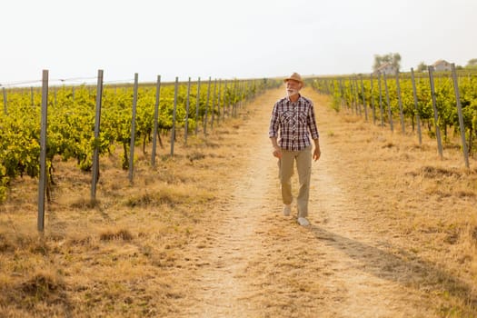 Older man walks leisurely along a dusty path flanked by lush vineyard rows, basking in the warm glow of late afternoon sunlight amidst grapevines