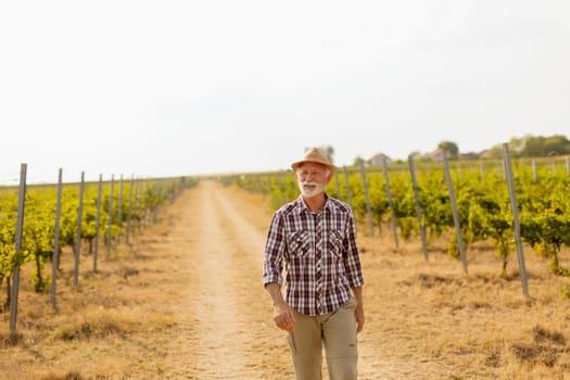 Older man walks leisurely along a dusty path flanked by lush vineyard rows, basking in the warm glow of late afternoon sunlight amidst grapevines