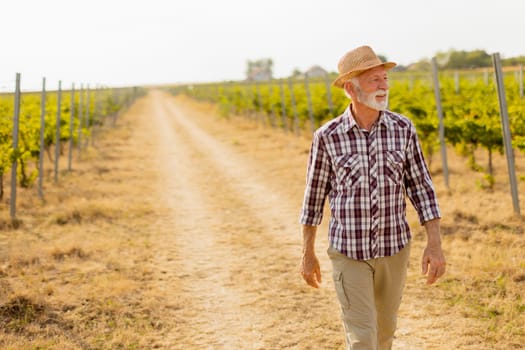 Older man walks leisurely along a dusty path flanked by lush vineyard rows, basking in the warm glow of late afternoon sunlight amidst grapevines