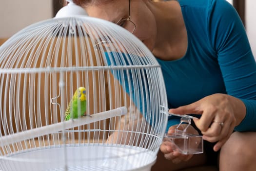 Veterinarian changing bird feeder of a budgie parrot inside its white cage