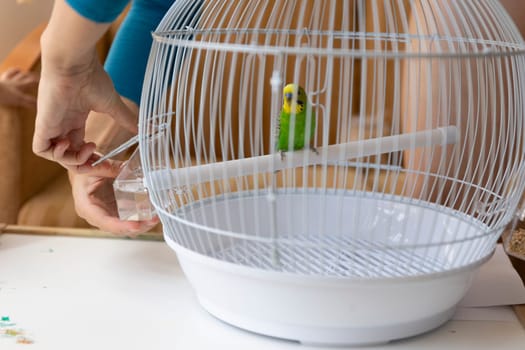 Veterinarian changing the water inside a white round cage with a green budgie parrot perched on a stick