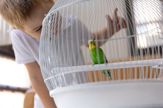 Blond boy admiring a green and yellow budgie perched in its white cage