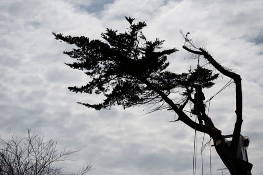 Arborist skillfully climbs a tall tree, preparing to cut branches while surrounded by a dramatic, cloudy sky that highlights their work amidst nature.