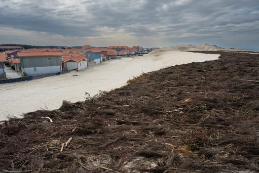 On the sandy coastline of Biscarosse, dense patches of coastal vegetation cover the dunes, indicating ecological shifts and potential dangers to this fragile environment.