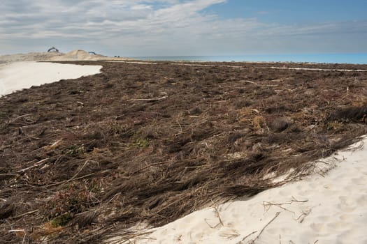 On the sandy coastline of Biscarosse, dense patches of coastal vegetation cover the dunes, indicating ecological shifts and potential dangers to this fragile environment.