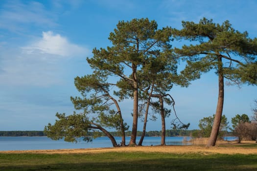Lush trees frame a tranquil stretch along the shore of Lac Sanguinet, where soft golden sand meets calm waters, creating a serene atmosphere in Gironde, France.