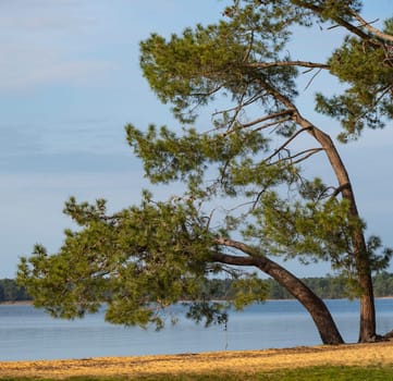 Tranquil view of Pin et Plage at Lac Sanguinet in Gironde, France, featuring lush trees along the shore under a clear sky.