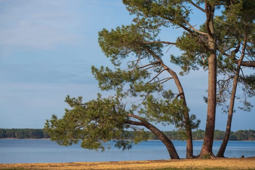 Tranquil view of Pin et Plage at Lac Sanguinet in Gironde, France, featuring lush trees along the shore under a clear sky.