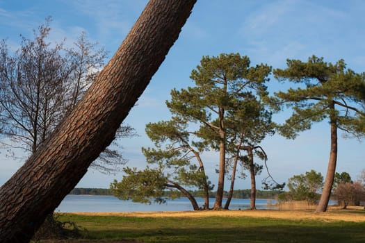 Tranquil view of Pin et Plage at Lac Sanguinet in Gironde, France, featuring lush trees along the shore under a clear sky.