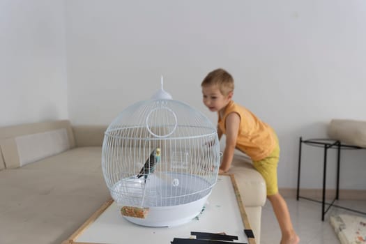 Budgie sitting in a cage, a little boy looking at it