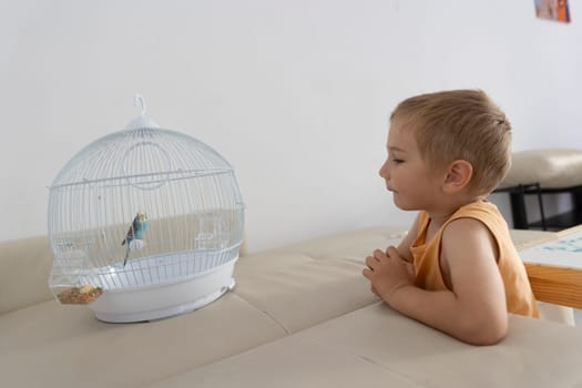 Little boy admiring his pet budgie inside its cage, a heartwarming scene of childhood and companionship