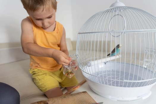 Caucasian child changing bird food in a white cage with a colorful budgie parrot