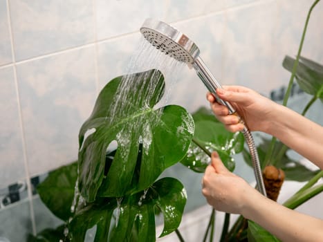 Washing leaf monstera from dust under shower in bathroom. Urban jungle and house plant care concept. Caucasian woman washing dust from large monstera leaves with water drops from shower