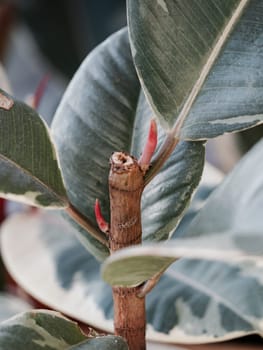 The Ficus elastica Tineke begins to branch out and produces two shoots simultaneously. Ficus elastica tineke branching progress and making arborize or branch out. How to promote branching on Ficus