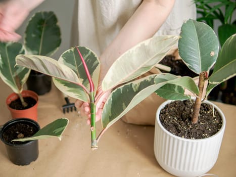 The Ficus elastica Tineke pruned plants for rooting cutting. Propagation of rubber plant or variegated Ficus elastica