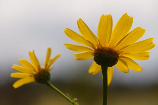 Two vibrant yellow flowers catch the sunlight, bringing a cheerful touch to a lush garden during a calm spring day.
