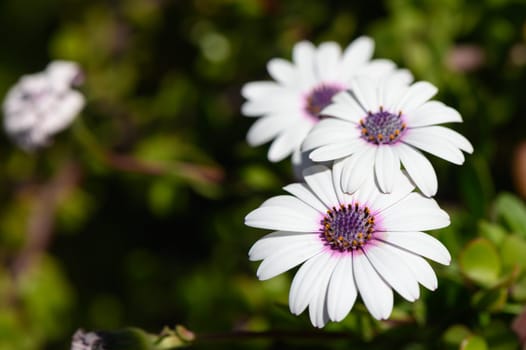 Delicate white flowers with striking purple cores flourish under warm sunlight in a lush garden.